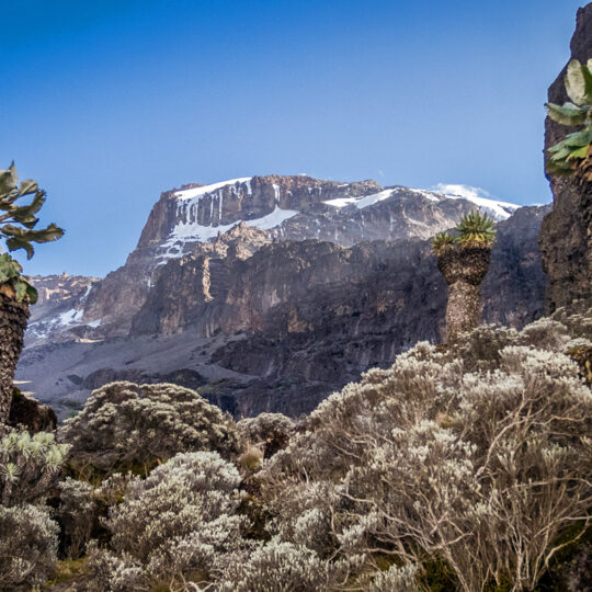 giant groundsels in barranco valley with view of kilimanjaro kibo peak