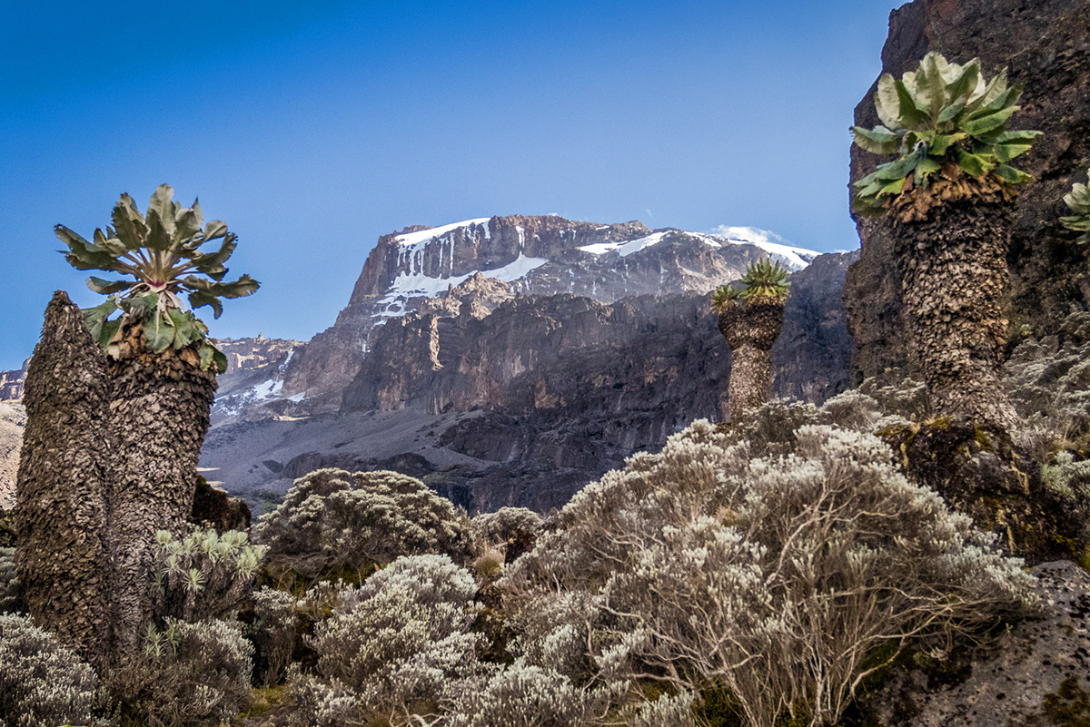 giant groundsels in barranco valley with view of kilimanjaro kibo peak