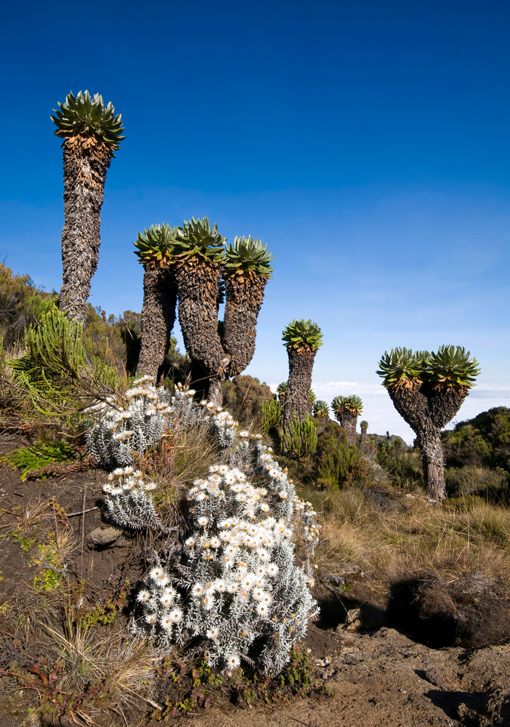 giant groundsels and everlastings of moorland climate zone on kilimanjaro